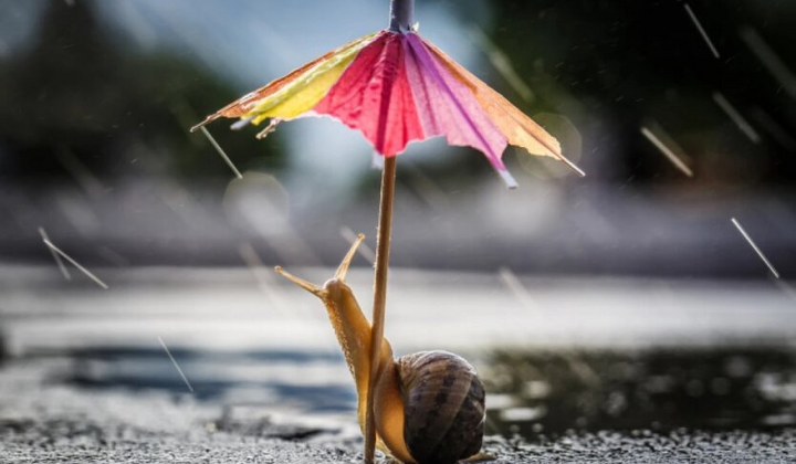 Дожди с грозами и заморозки