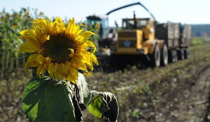 Дефицит подсолнечного масла на рынке