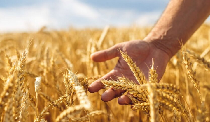 Зерновой сектор в Украине сокращается