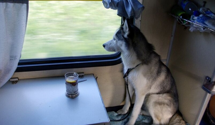 Transporting animals on trains: new rules