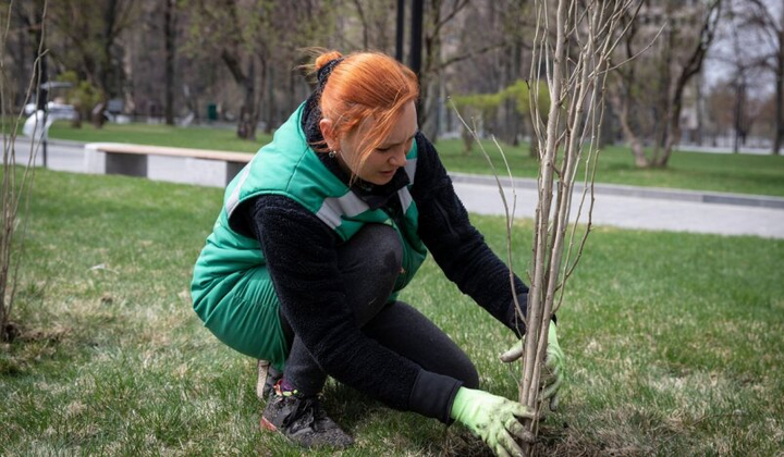 Запрещенные деревья для посадки в Украине