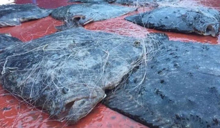 Российские браконьеры в Азовском море