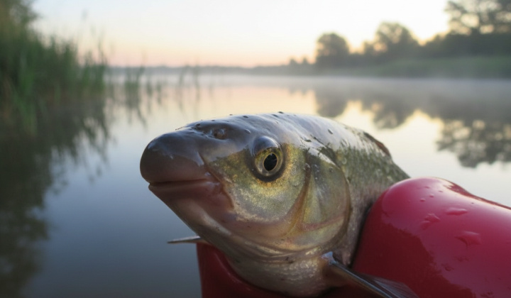 Dangerous fish in Ukraine