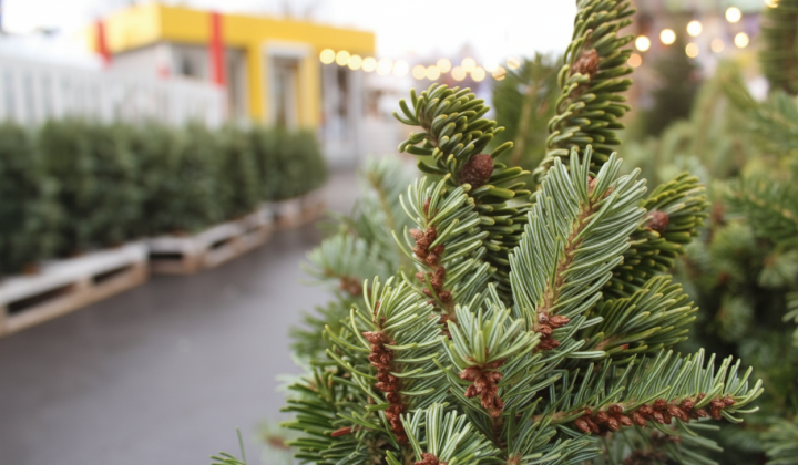 Christmas tree markets and prices