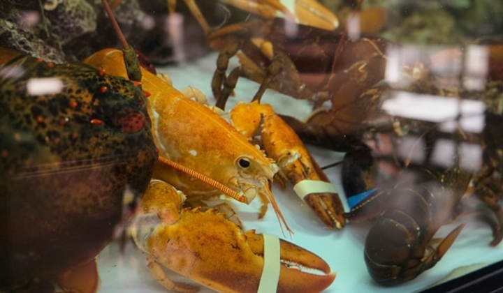 Lobster theft for Costco