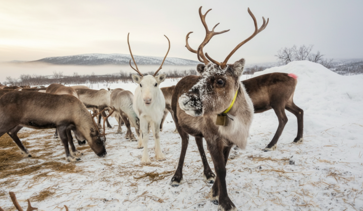 Wolves attack reindeer in Finland