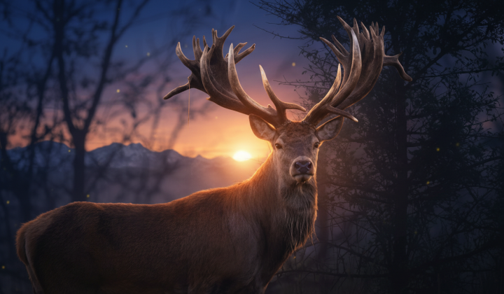 In Vyshhorod district they shot record-breaking deer Runi: police opened a case