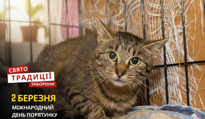 Котята, підлітки та історія
