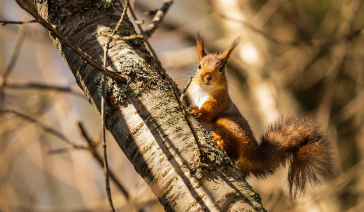 March weather forecast: real spring