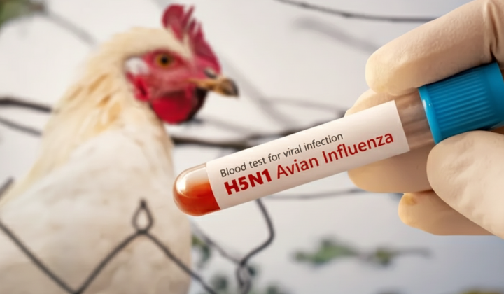 Первый случай птичьего гриппа H9N2 в Европе