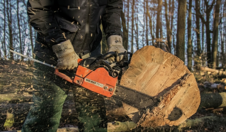Father and son sentenced for illegal oak cutting
