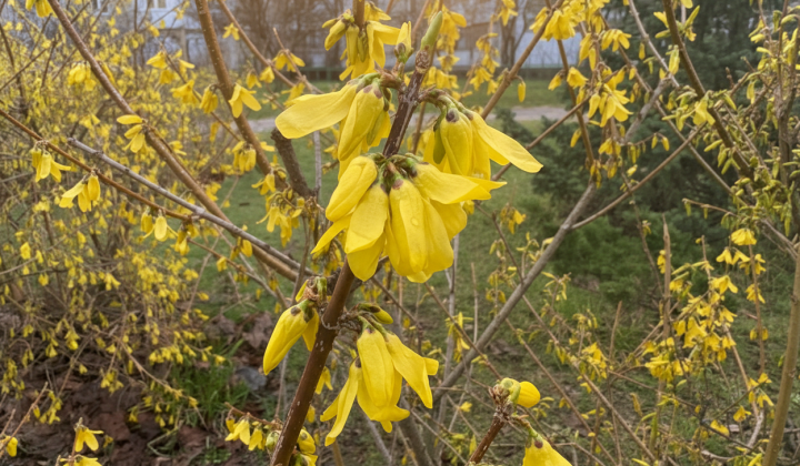 Dryness in December in Kyiv