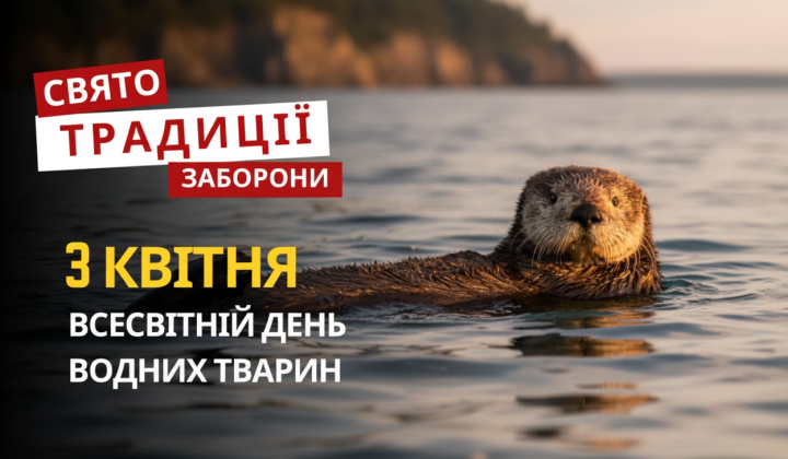 Аквариумные рыбки в мировых водах