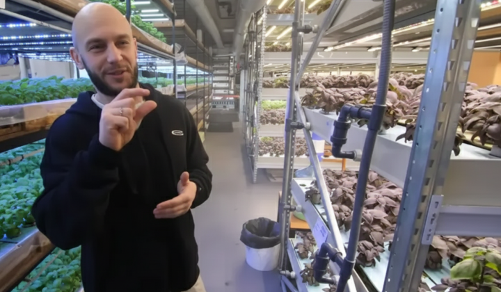 Vertical farm with basil in Kyiv