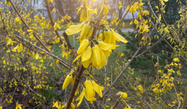 Weather forecast for April 5: warm Sunday without precipitation and up to 19 degrees