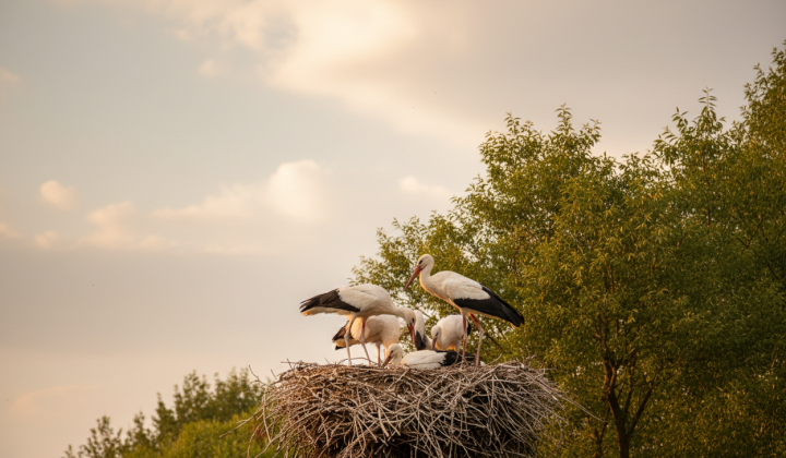 Storks nesting on electrical poles