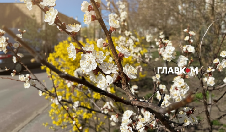 Абрикоси у Києві розцвілись у березні 2026