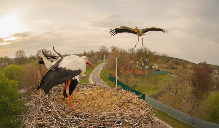 Storks with Gritsik and Odarka in the nest