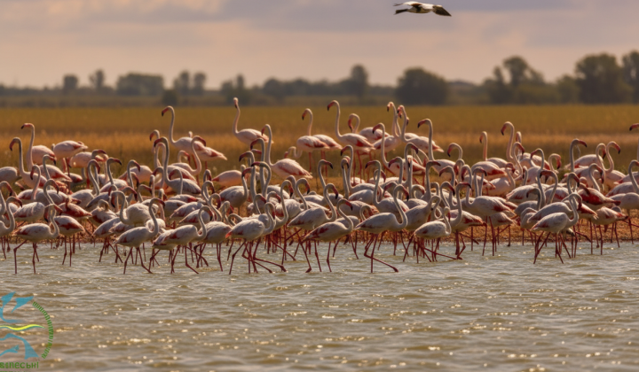 Pink flamingos in Tuzlivsky estuaries: reproduction by 2025