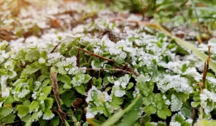 Квітневі заморозки в Україні: -3°C