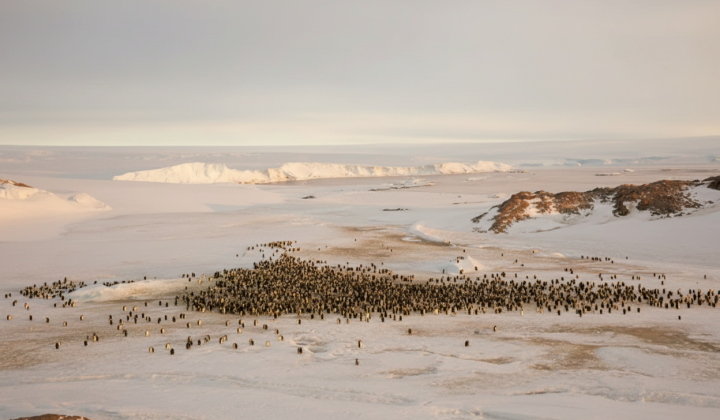 Emperor penguins on melting ice