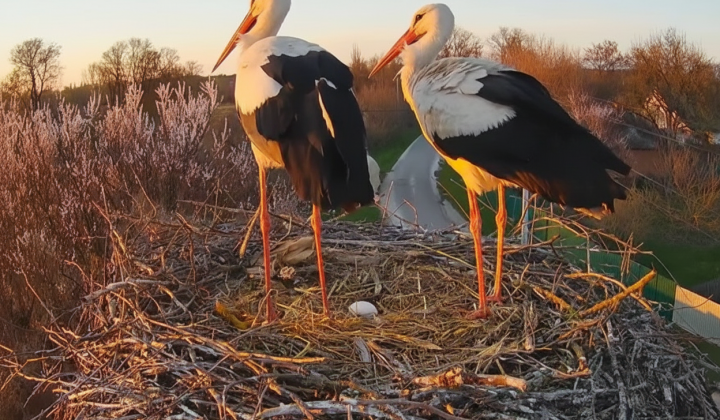 First egg in storks nest in Poltava
