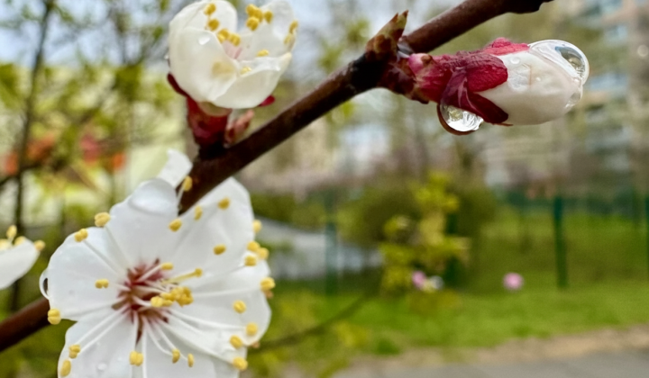 Weather forecast for April 17