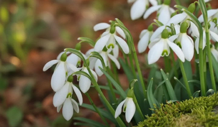 Snowdrop flowers on the background of forest