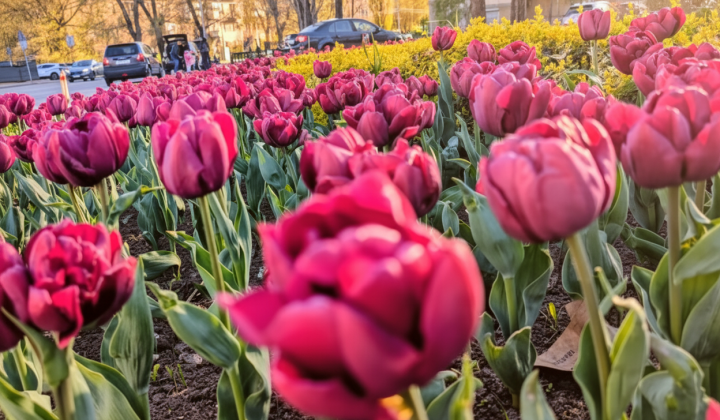 Gift from the Netherlands: tulips in Kyiv