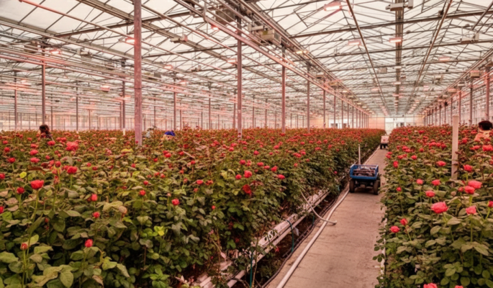 Flower sales in Ukraine: changing demand