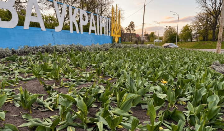 Розтрощені клумби з тюльпанами в Києві