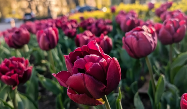 Weather forecast for Ukraine in May