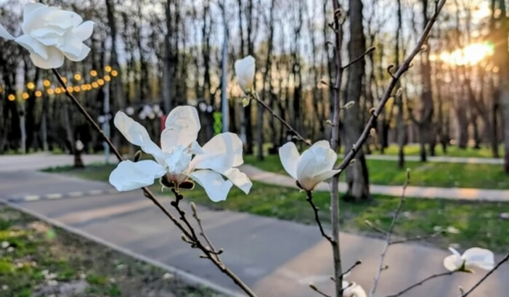 Гілля після заморозків весняного ранку
