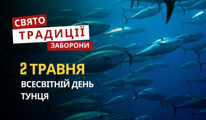 Тунец в честь Всемирного дня тунца