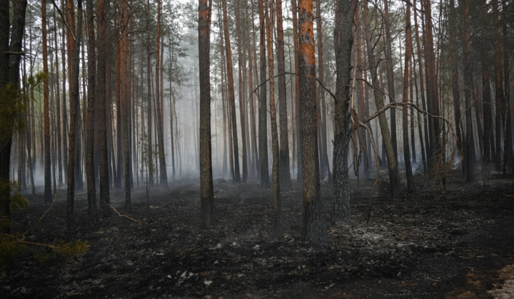 Пожар в Полесьском заповеднике и лесах