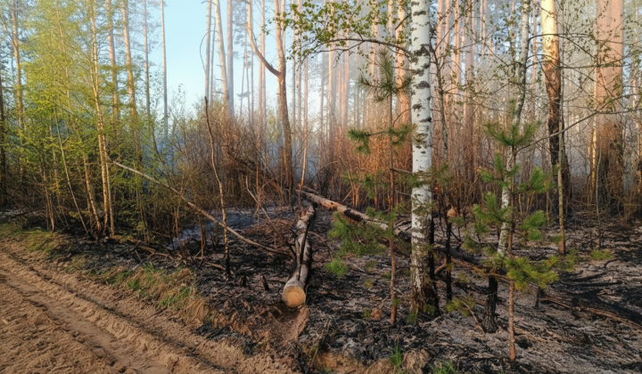 Лесной пожар в Черниговщине удалось потушить