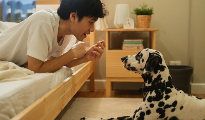 SHI-collar translates animal sounds into human language