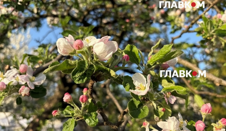Рекордна весняна погода у Києві
