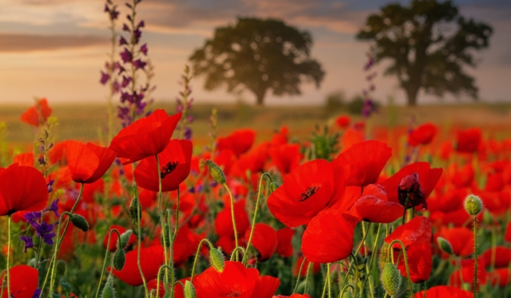 Tourists trample poppy field near Kyiv