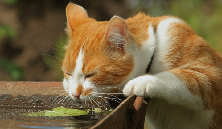 How to protect pets from heat