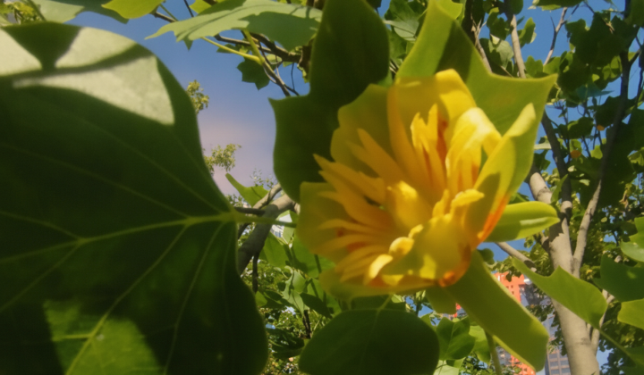 Unique tulip tree blooms in Kyiv