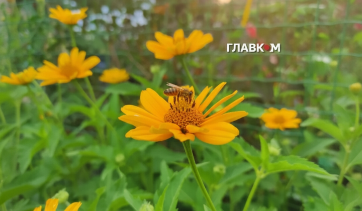 Термометр с показателями температуры +36°C