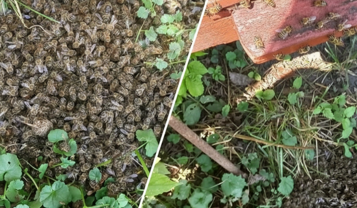 Bees died from field treatment