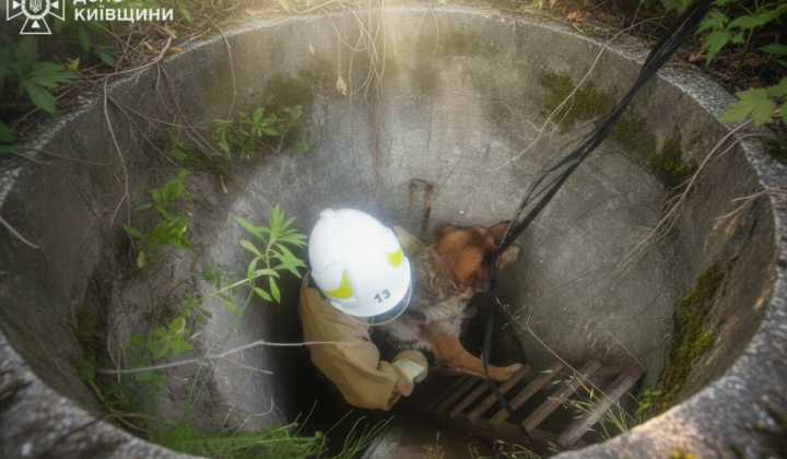 Rescuers saved a dog from a well