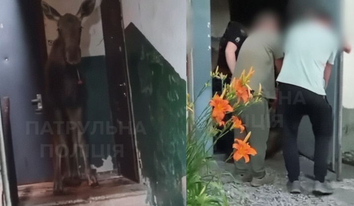 Moose approached a multi-storey building in Kyiv