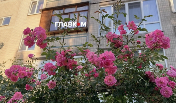 Киев в огне: высокий уровень пожарной опасности