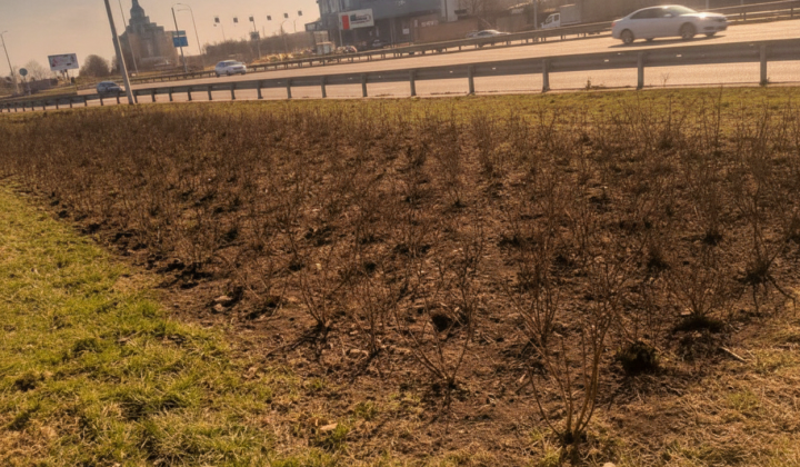 Exotic plants planted on highways