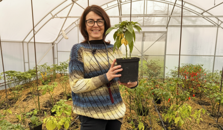 A resident of Kryvyi Rih grows peppers