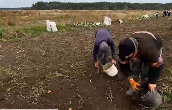 Ученики копают картошку на грядке