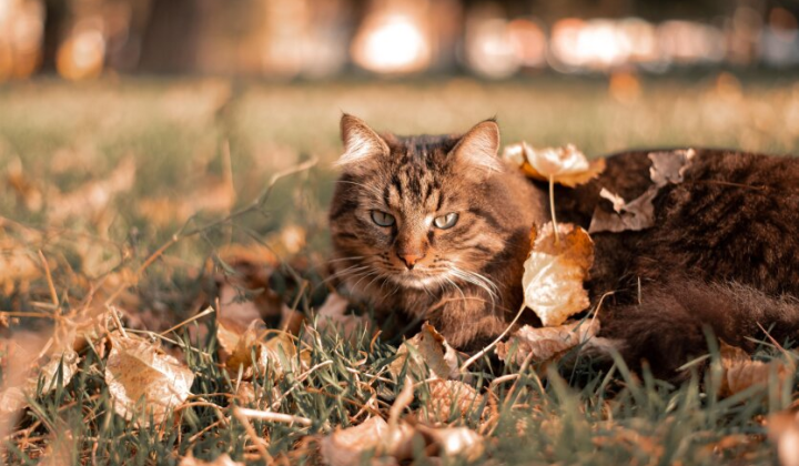 Фото Диденко прогноз погоды на осень